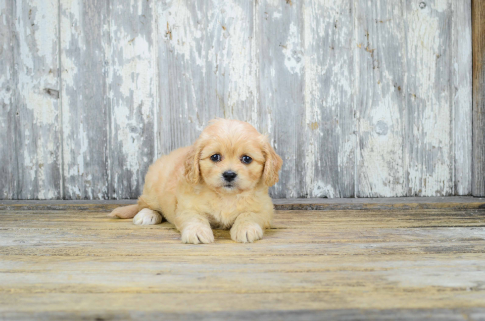 Cavachon Pup Being Cute