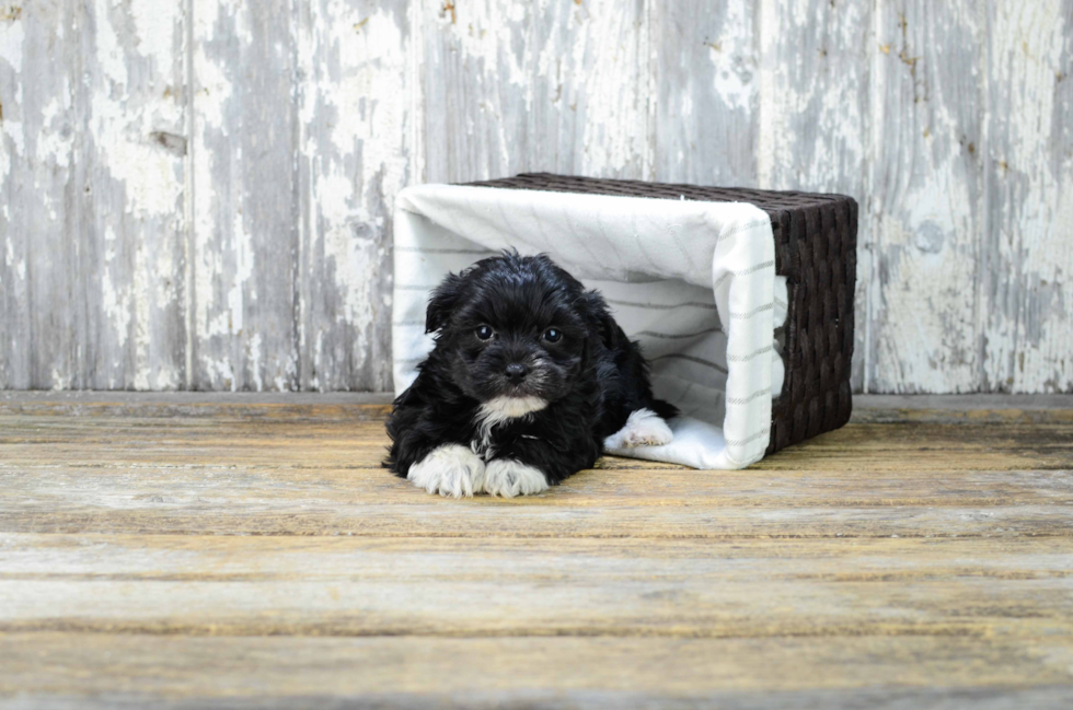 Playful Yorkie Designer Puppy