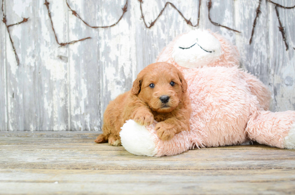 Mini Goldendoodle Puppy for Adoption
