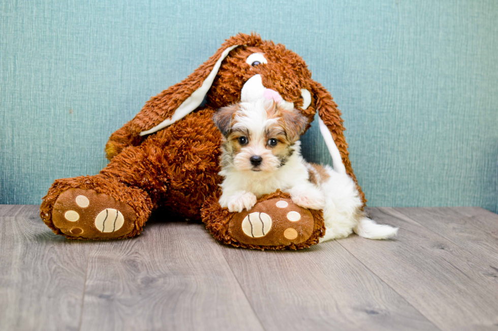 Best Morkie Baby