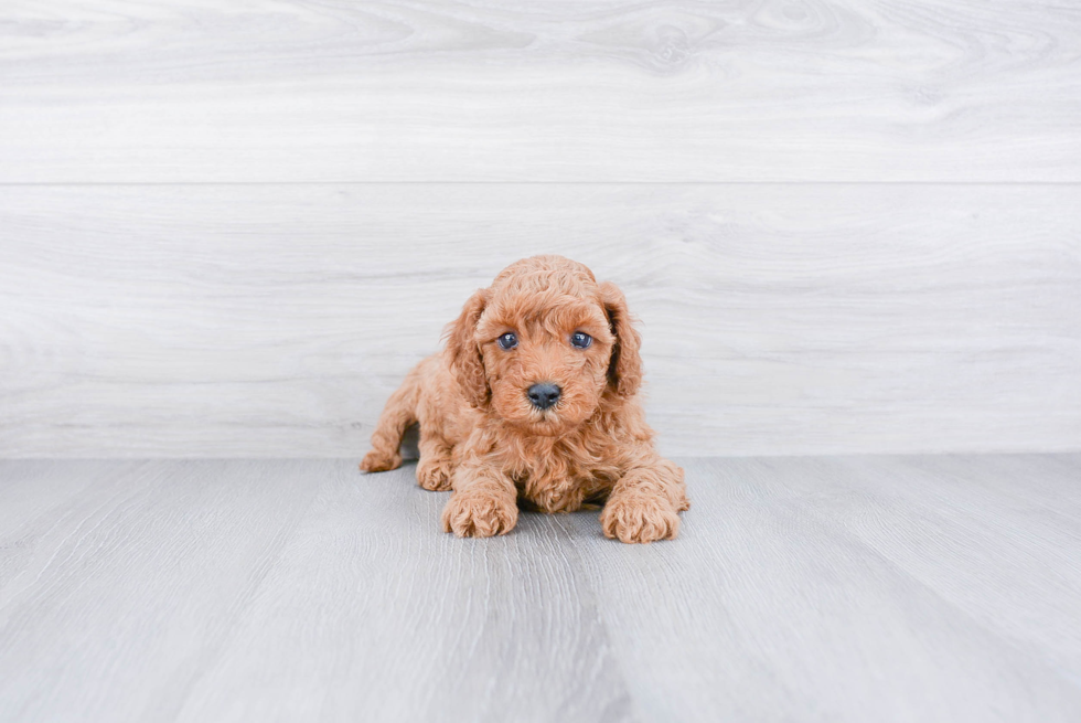 Mini Goldendoodle Puppy for Adoption