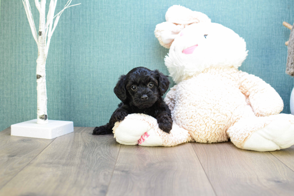 Playful Yorkie Doodle Poodle Mix Puppy