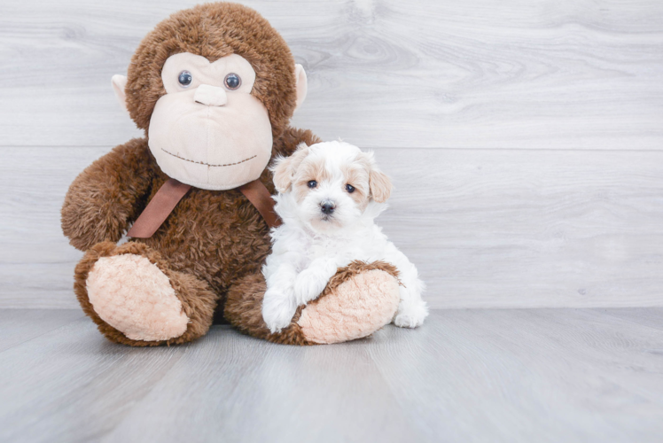 Maltipoo Puppy for Adoption