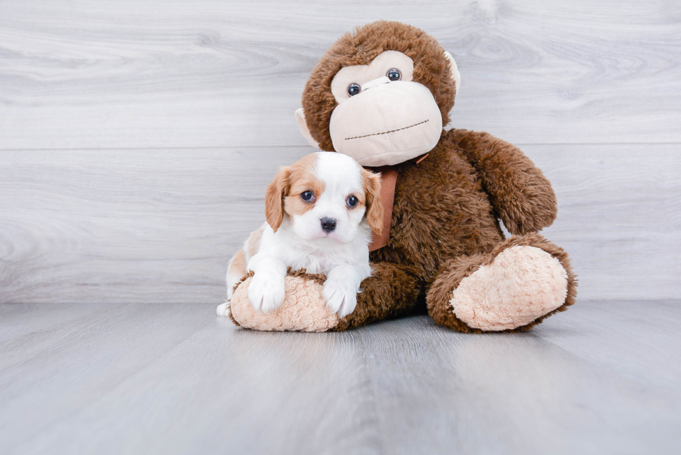 Cavalier King Charles Spaniel Puppy for Adoption