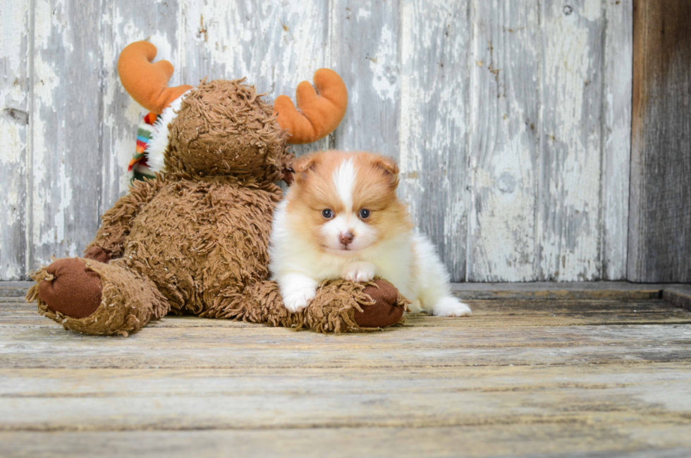 Playful Pomeranian Baby