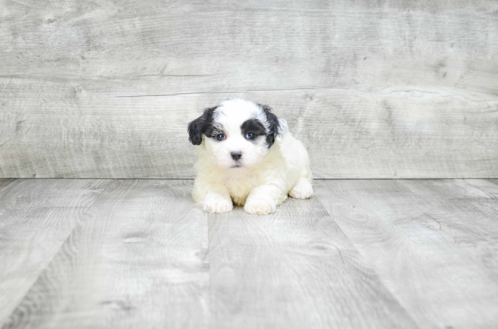 Fluffy Teddy Bear Designer Pup