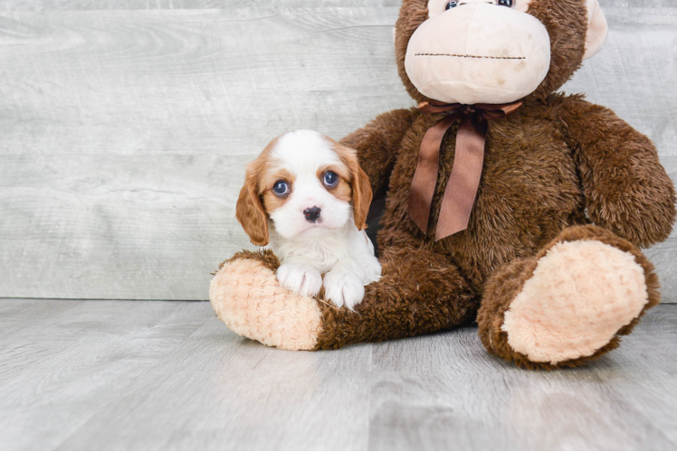 Akc Registered Cavalier King Charles Spaniel Purebred Pup