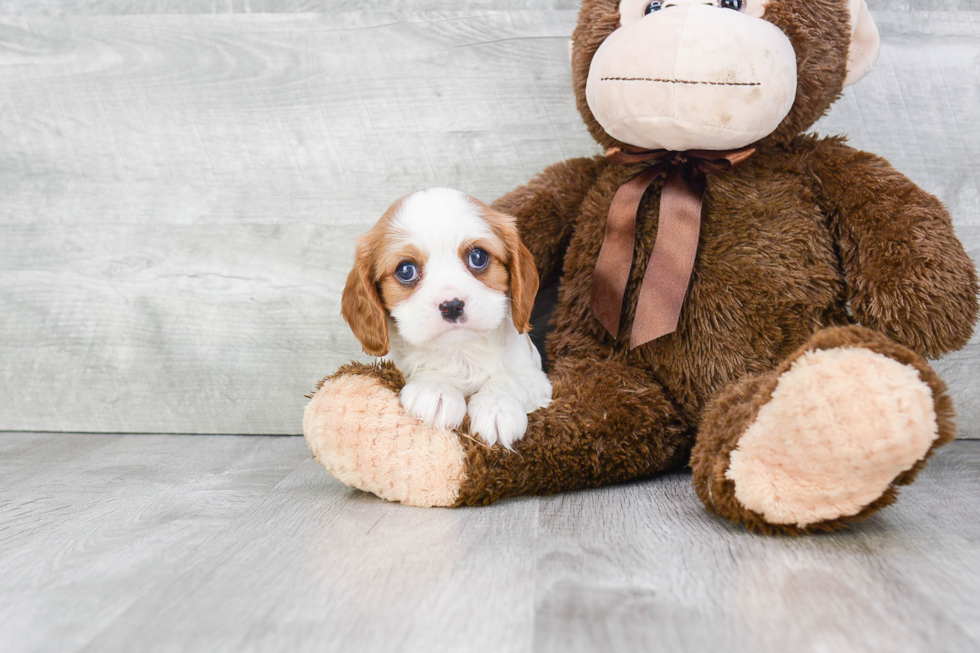 Akc Registered Cavalier King Charles Spaniel Purebred Pup