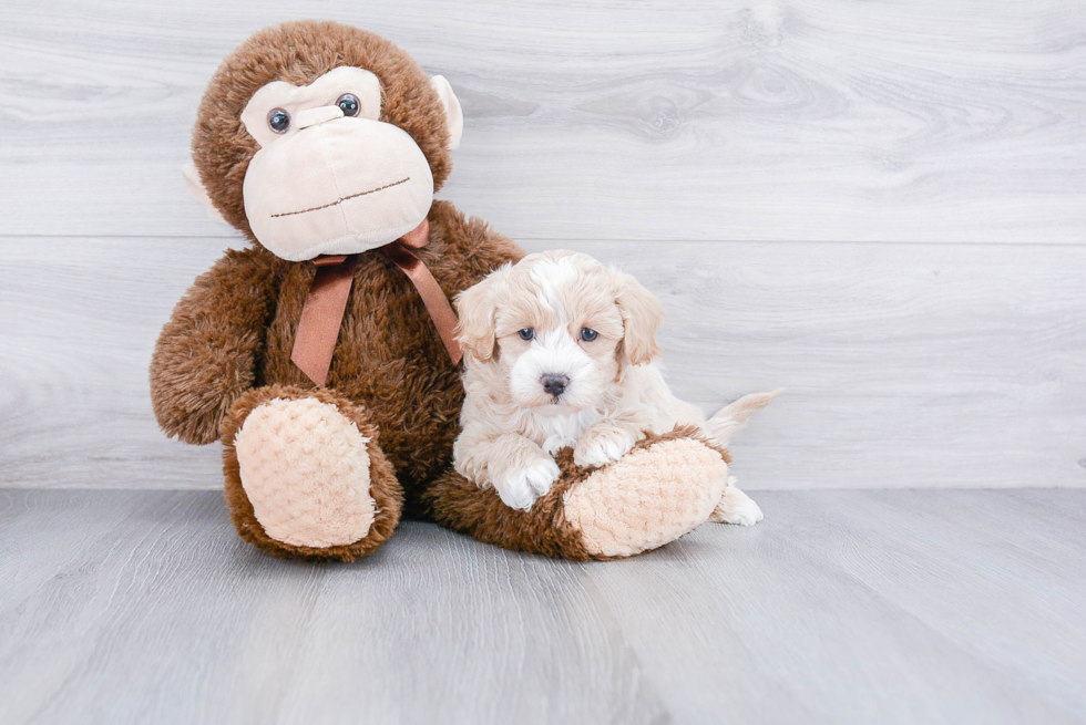 Happy Maltipoo Baby