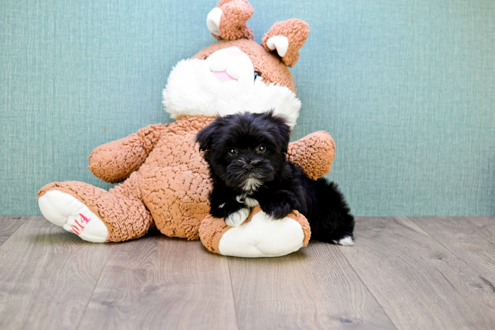 Morkie Pup Being Cute