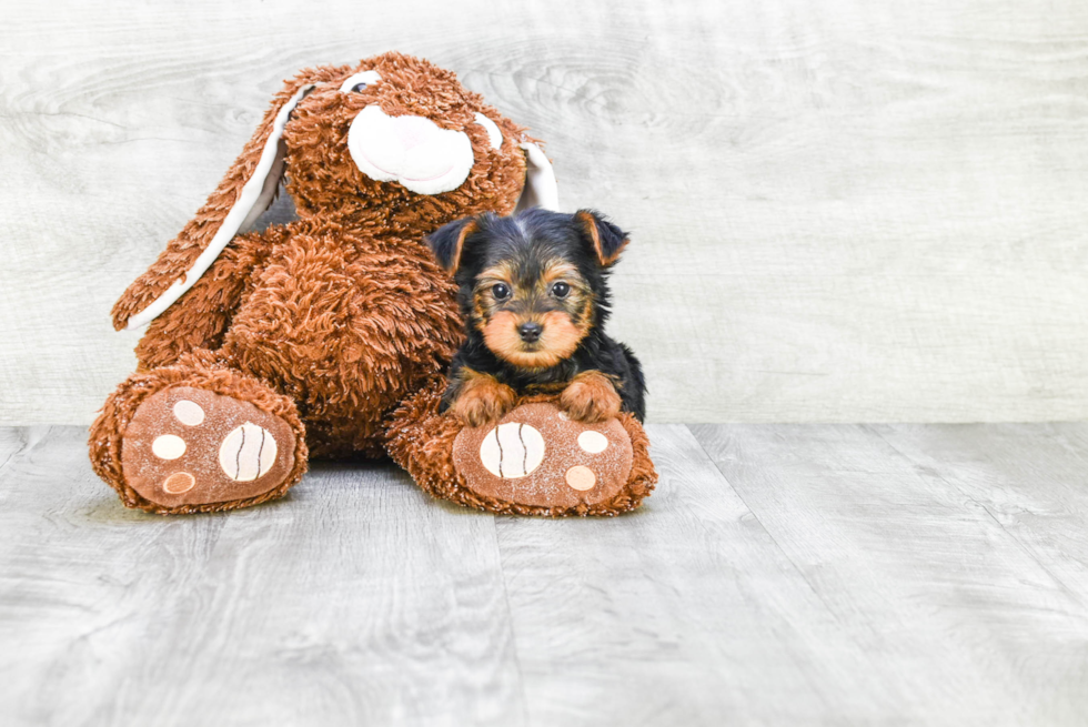 Meet Timmy - our Yorkshire Terrier Puppy Photo 