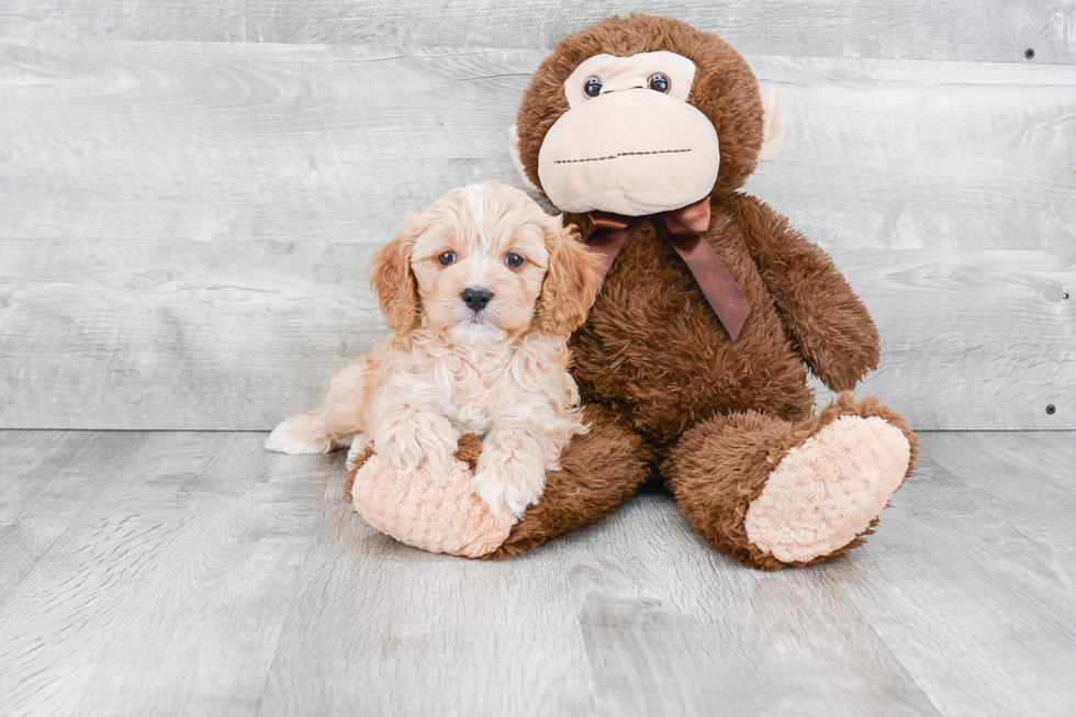 Sweet Cavapoo Baby