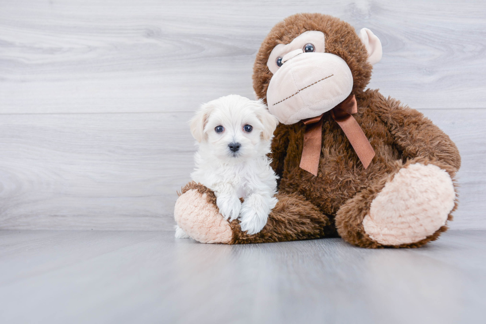 Maltipoo Pup Being Cute