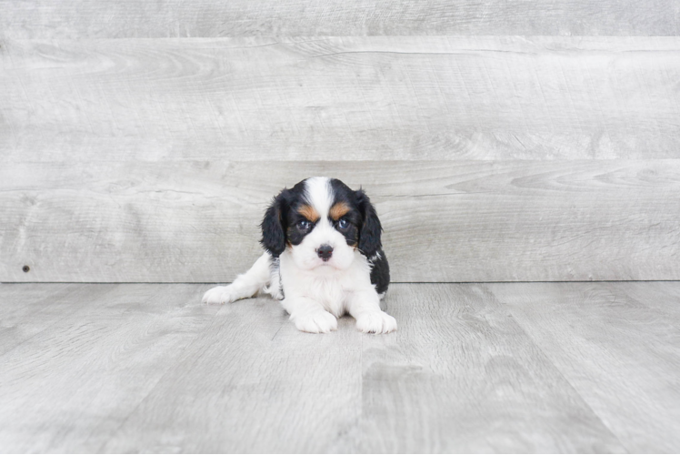 Hypoallergenic Cavalier King Charles Spaniel Purebred Pup