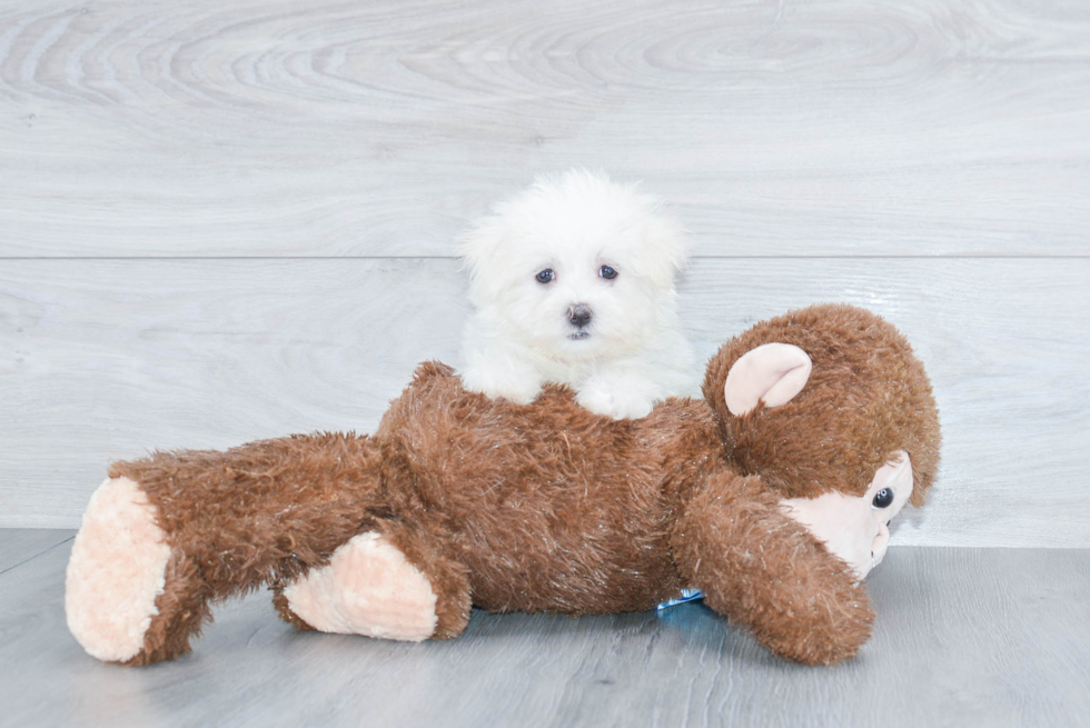 Funny Maltese Baby