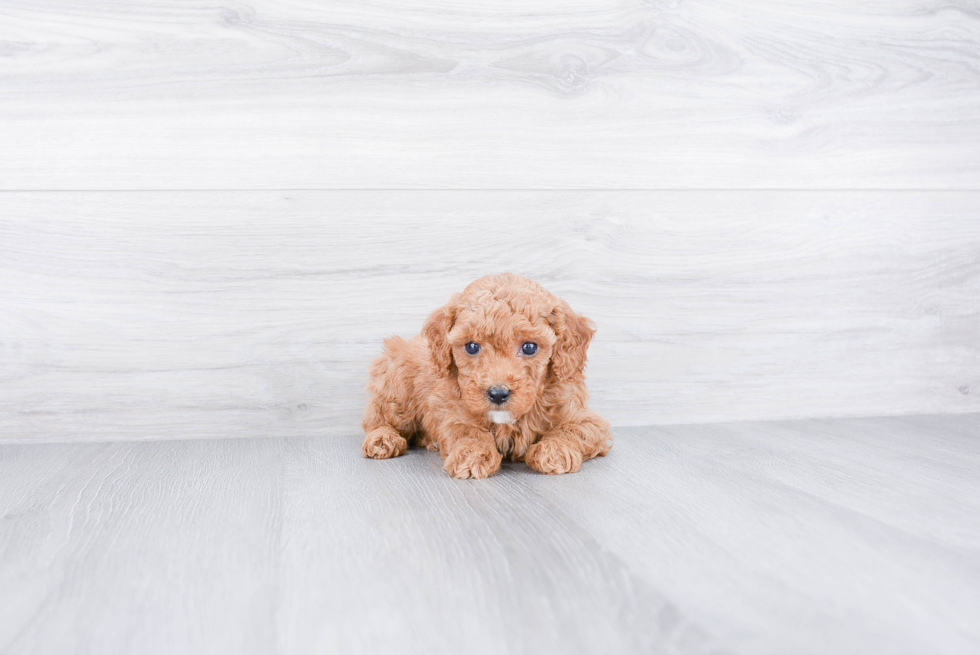 Small Cavapoo Baby