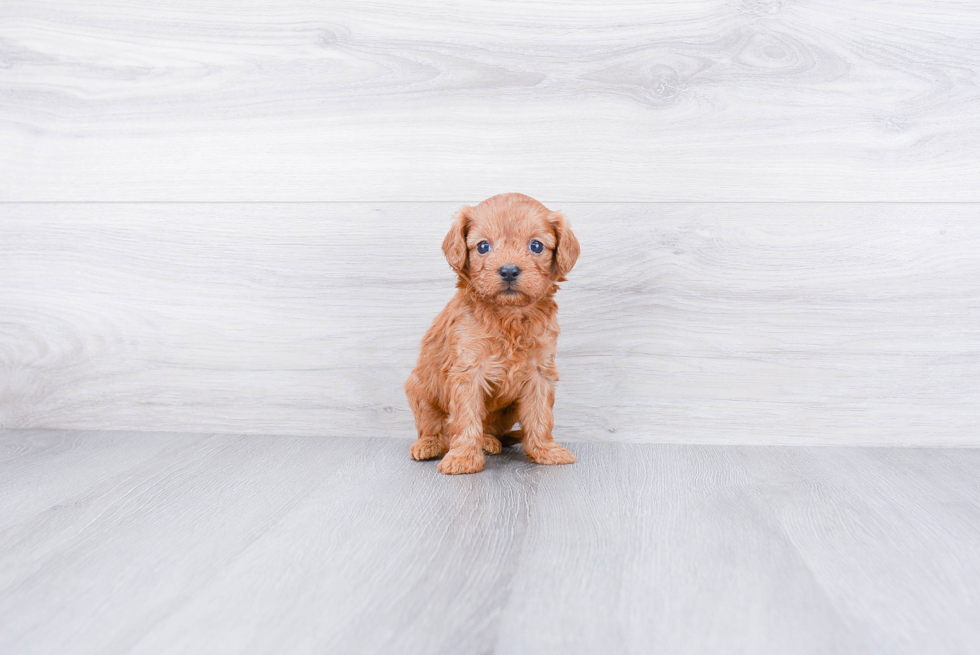 Adorable Cavoodle Poodle Mix Puppy