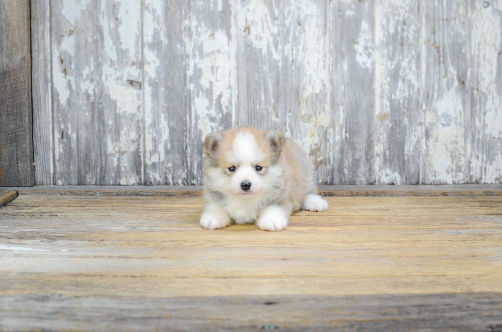 Best Pomsky Baby