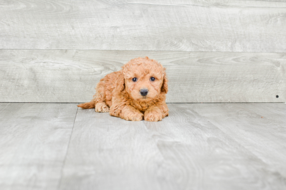 Best Cavapoo Baby