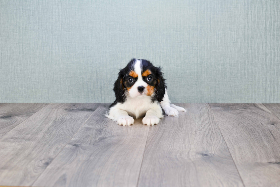 Petite Cavalier King Charles Spaniel Purebred Puppy