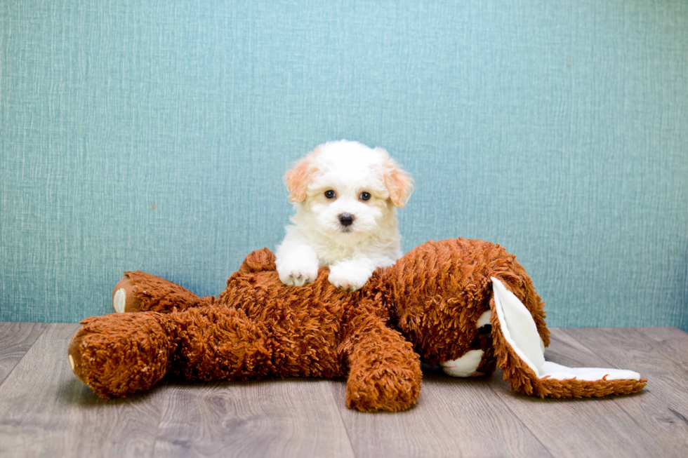 Playful Maltepoo Poodle Mix Puppy