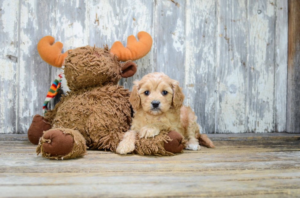 Best Cavapoo Baby