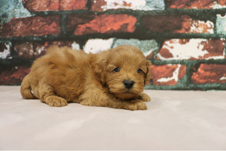 Mini Goldendoodle Pup Being Cute