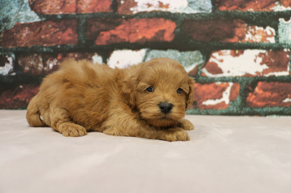 Mini Goldendoodle Pup Being Cute