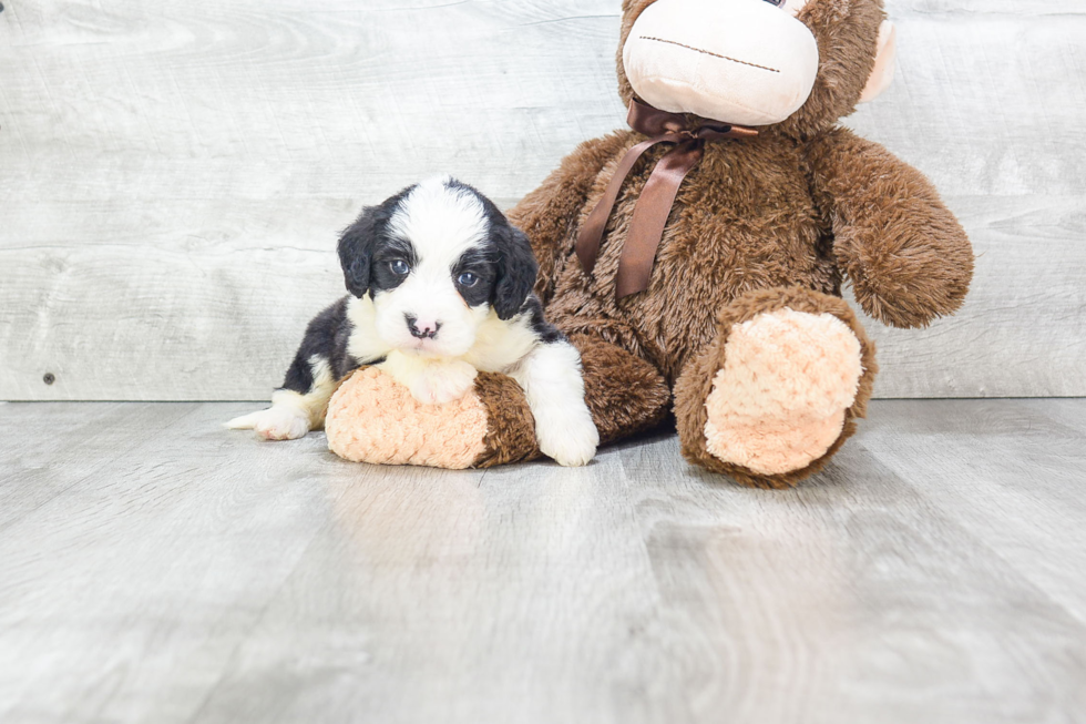 Petite Mini Bernedoodle Poodle Mix Pup