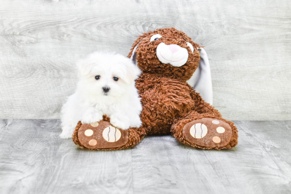 Funny Maltese Baby