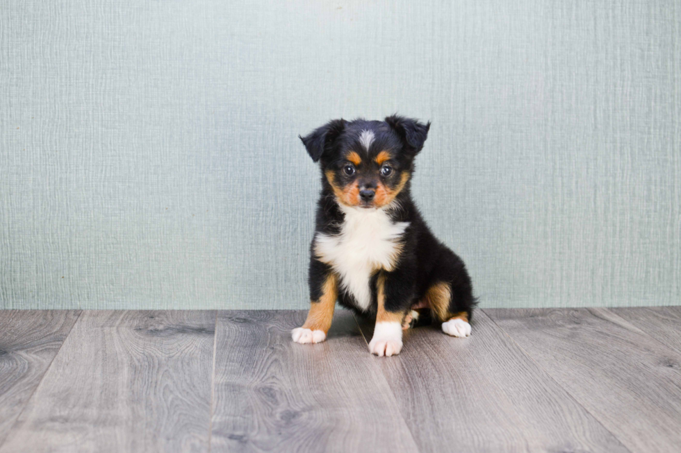 Mini Aussiedoodle Pup Being Cute