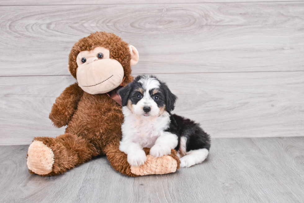 Sweet Mini Aussiedoodle Baby