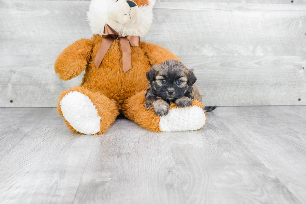 Best Teddy Bear Baby