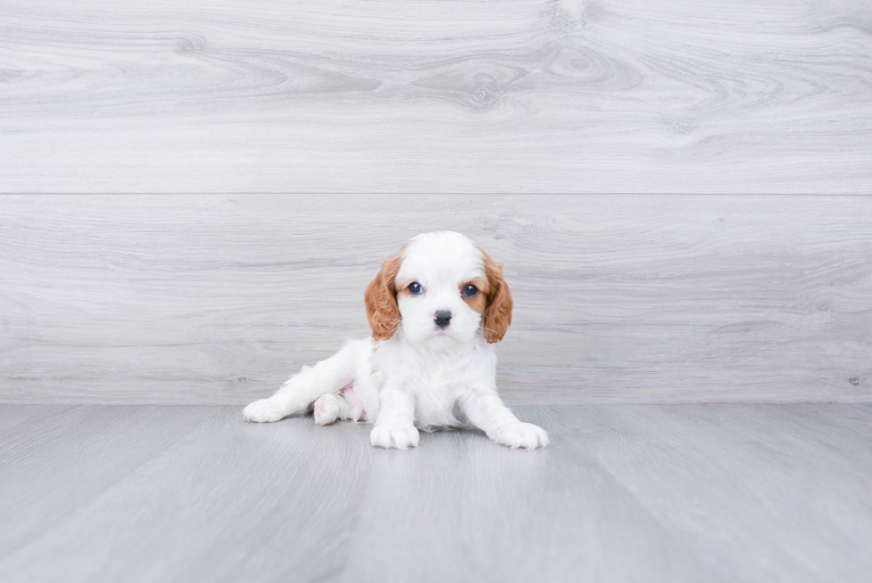 Little Cavalier King Charles Spaniel Purebred Pup