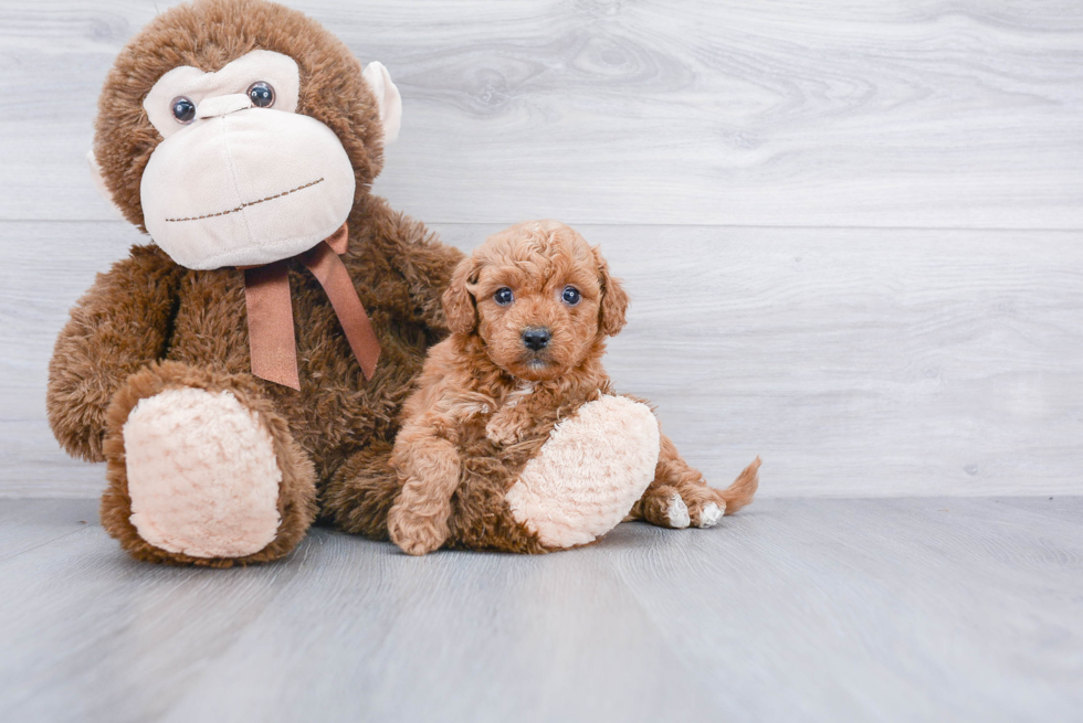 Fluffy Mini Goldendoodle Poodle Mix Pup