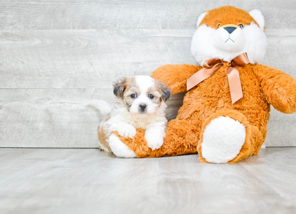 Teddy Bear Puppy for Adoption