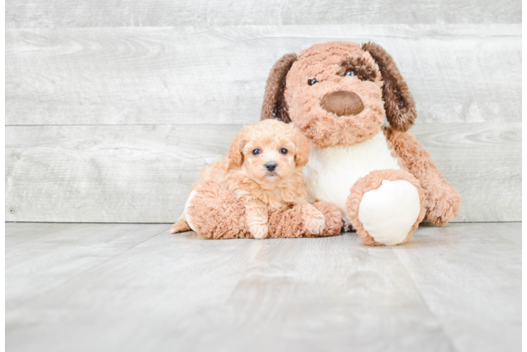 Adorable Maltepoo Poodle Mix Puppy