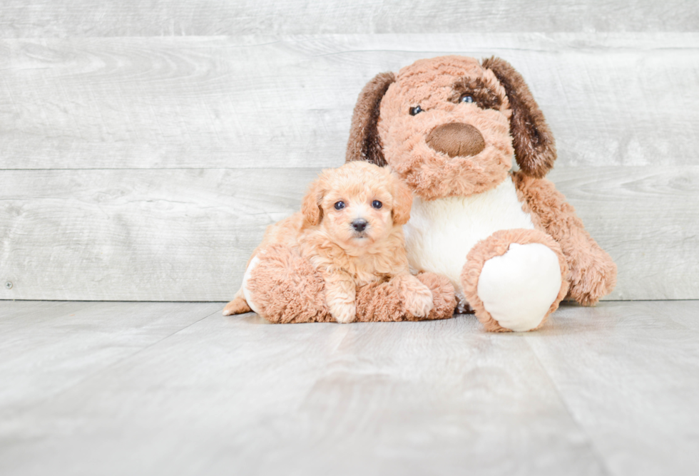 Adorable Maltepoo Poodle Mix Puppy