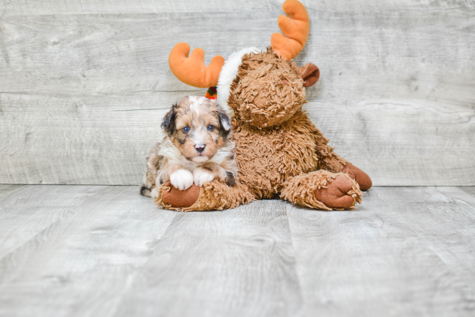 Cute Mini Sheltidoodle Baby