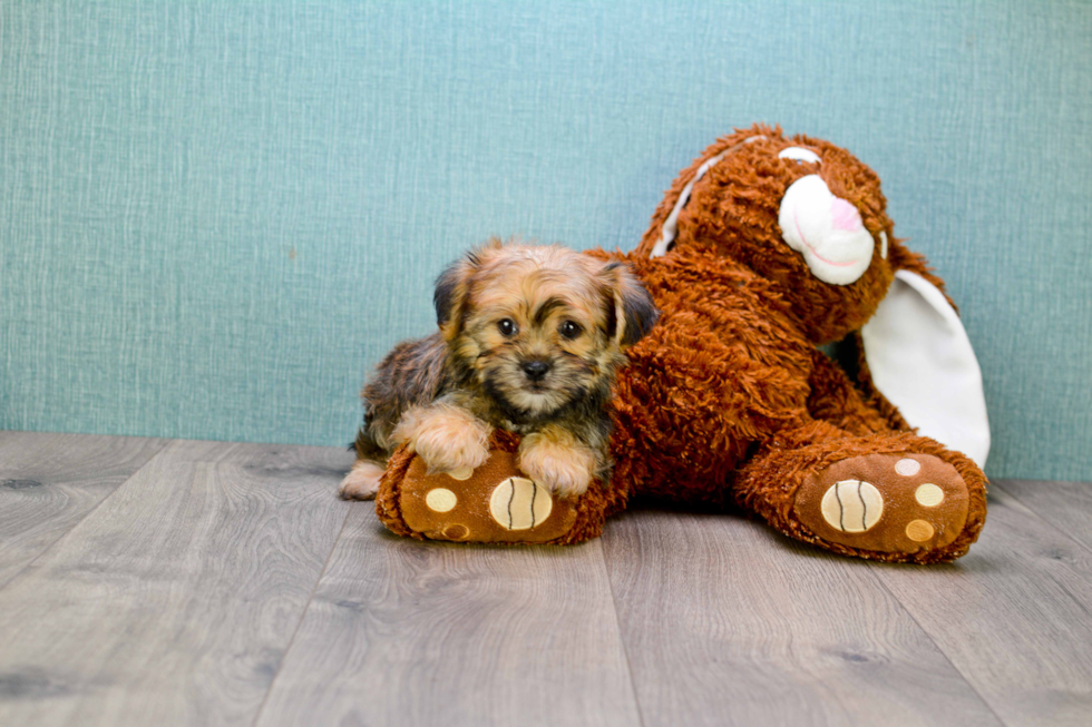 Adorable Shorkie Designer Puppy