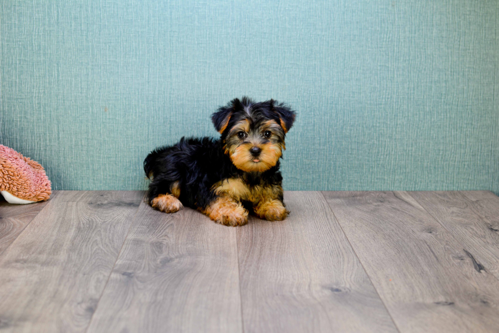 Meet Lisa - our Yorkshire Terrier Puppy Photo 