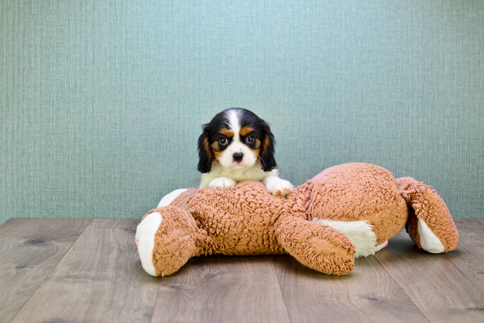 Little Cavalier King Charles Spaniel Baby