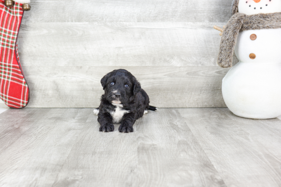 Best Mini Bernedoodle Baby