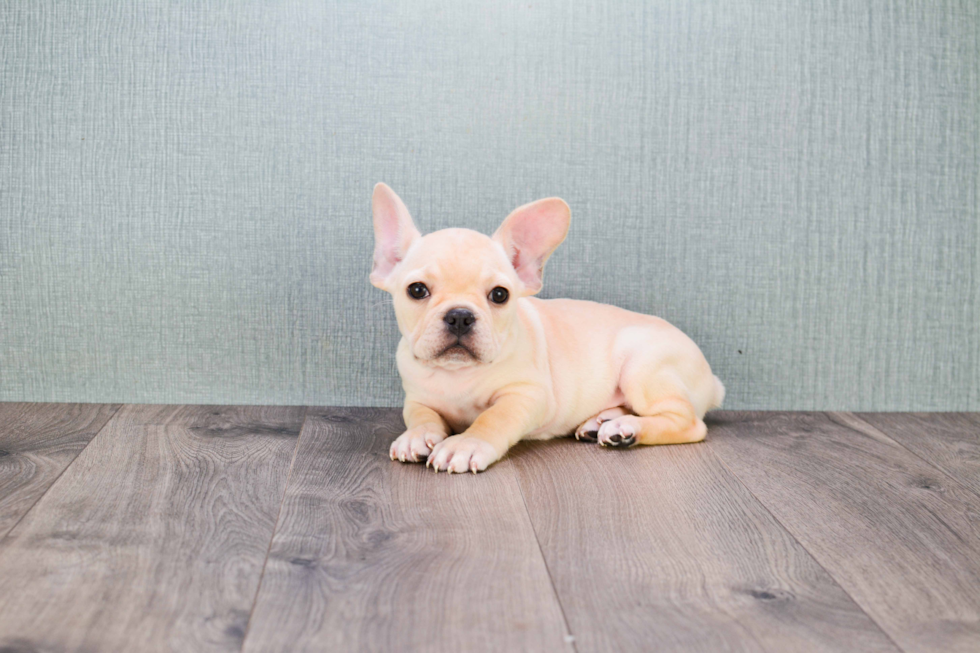 Best French Bulldog Baby