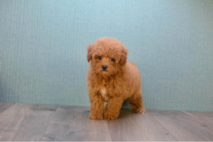 Cavapoo Pup Being Cute