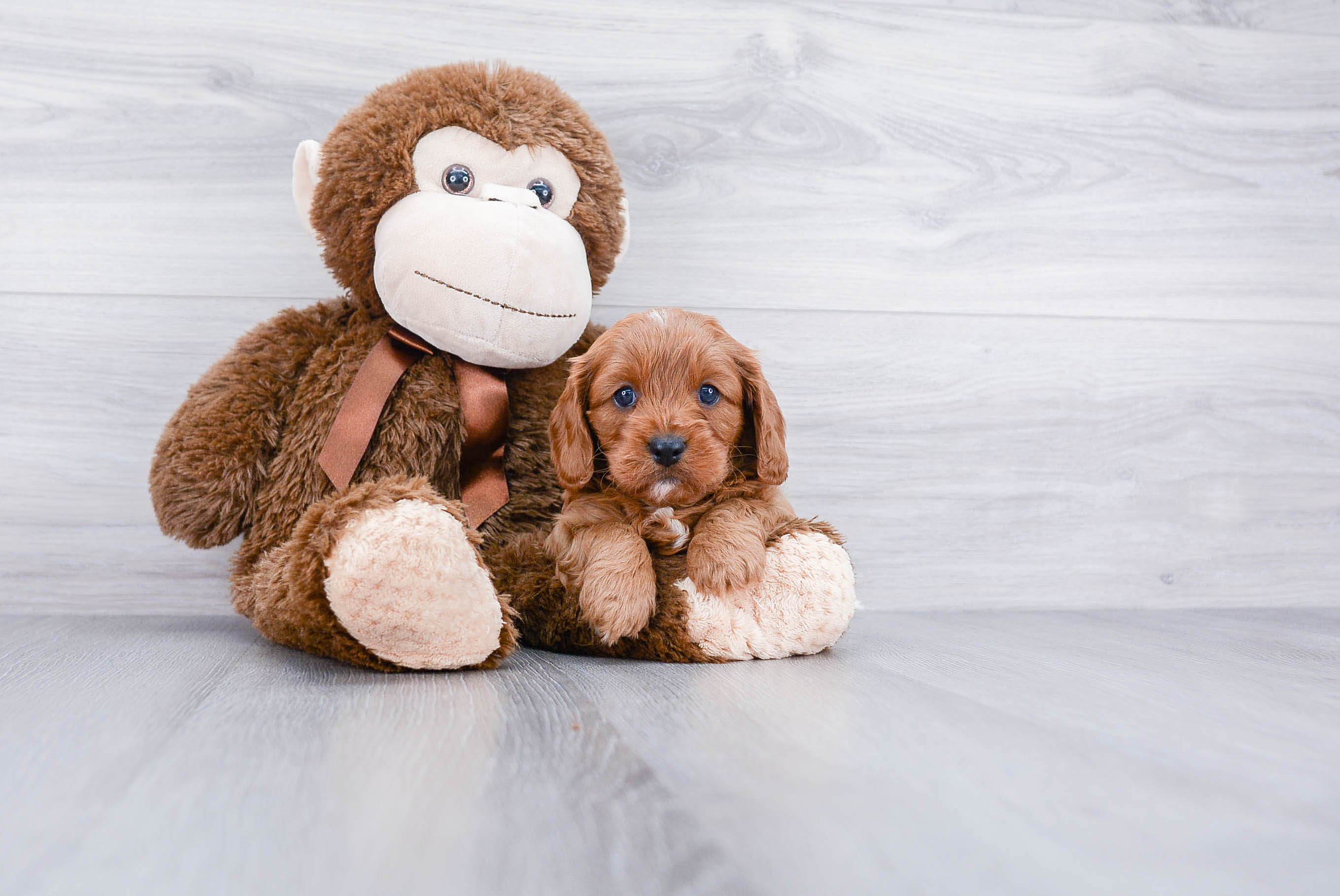 Best Cavapoo Baby