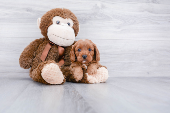 Best Cavapoo Baby