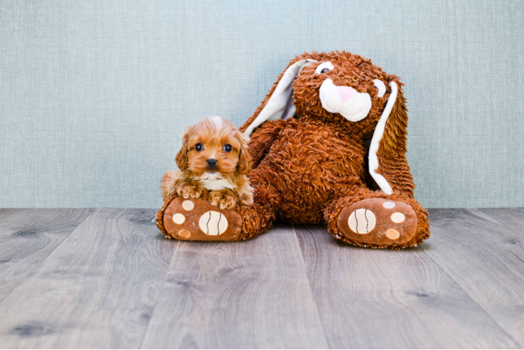 Cavapoo Puppy for Adoption