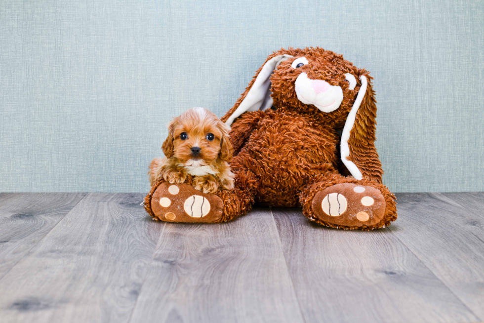 Cavapoo Puppy for Adoption