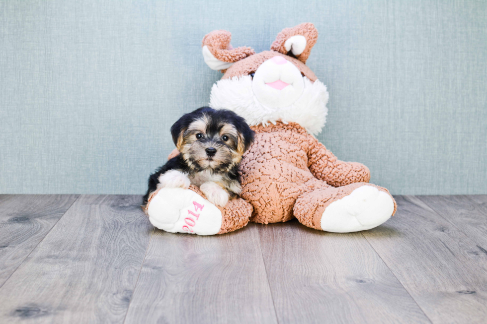 Morkie Puppy for Adoption